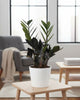 ZZ Oscuro Black plant in decorative pot displayed in living room stylish low-maintenance houseplant adding elegance and depth to modern home décor.
