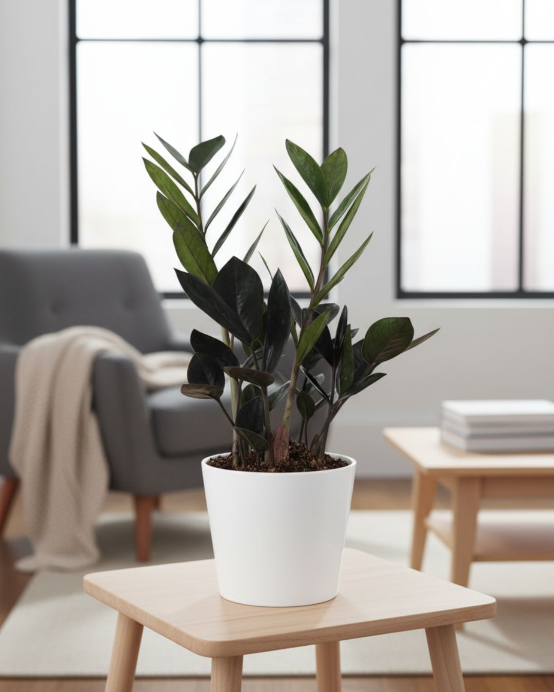 ZZ Oscuro Black plant in decorative pot displayed in living room stylish low-maintenance houseplant adding elegance and depth to modern home décor.
