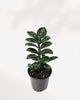 ZZ Plant Zenzi 6" Pot Medium