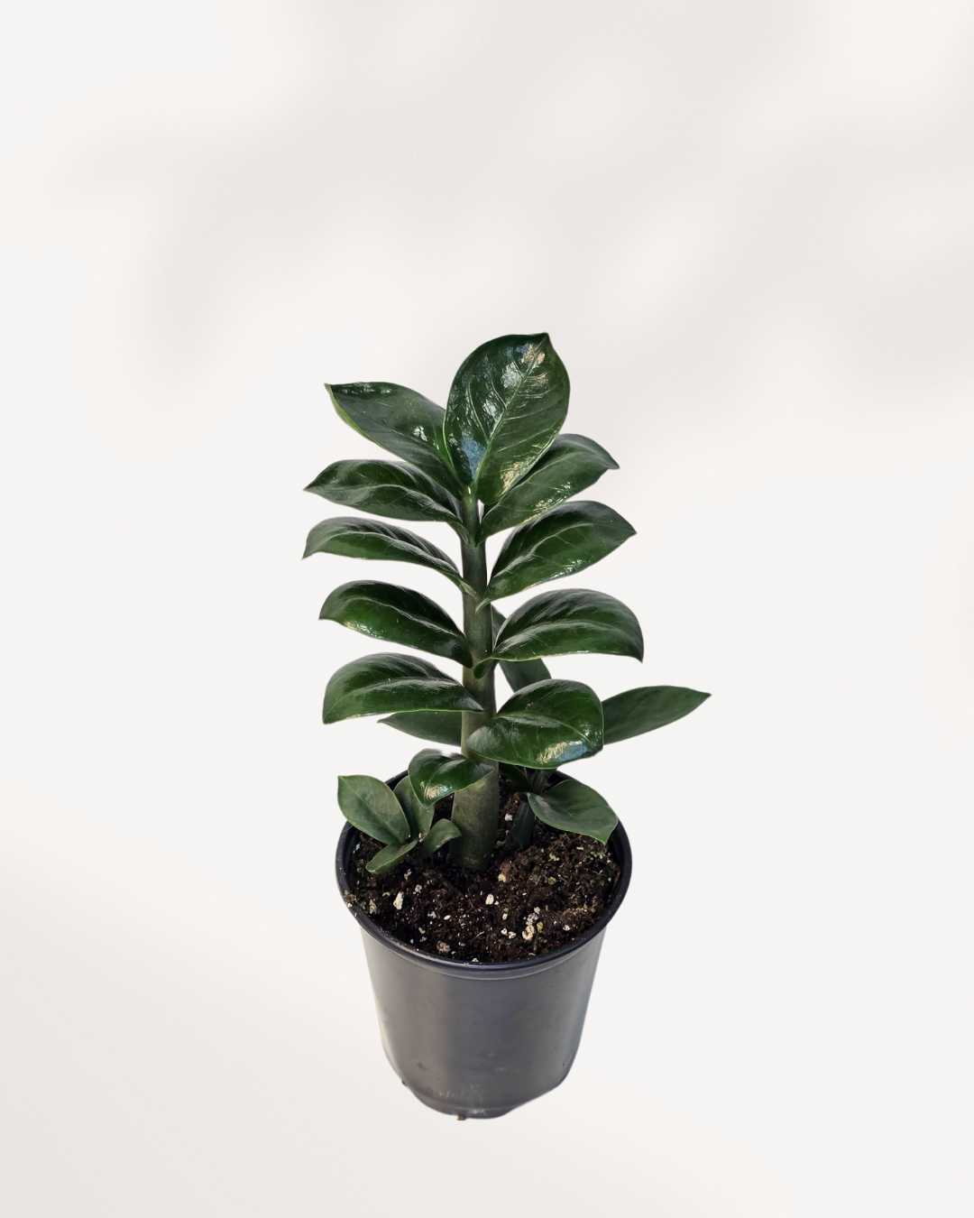 plante zz prix Plante ZZ Zenzi | Achetez en ligne - Compacte et nécessitant peu d'entretien | Mygreenscape