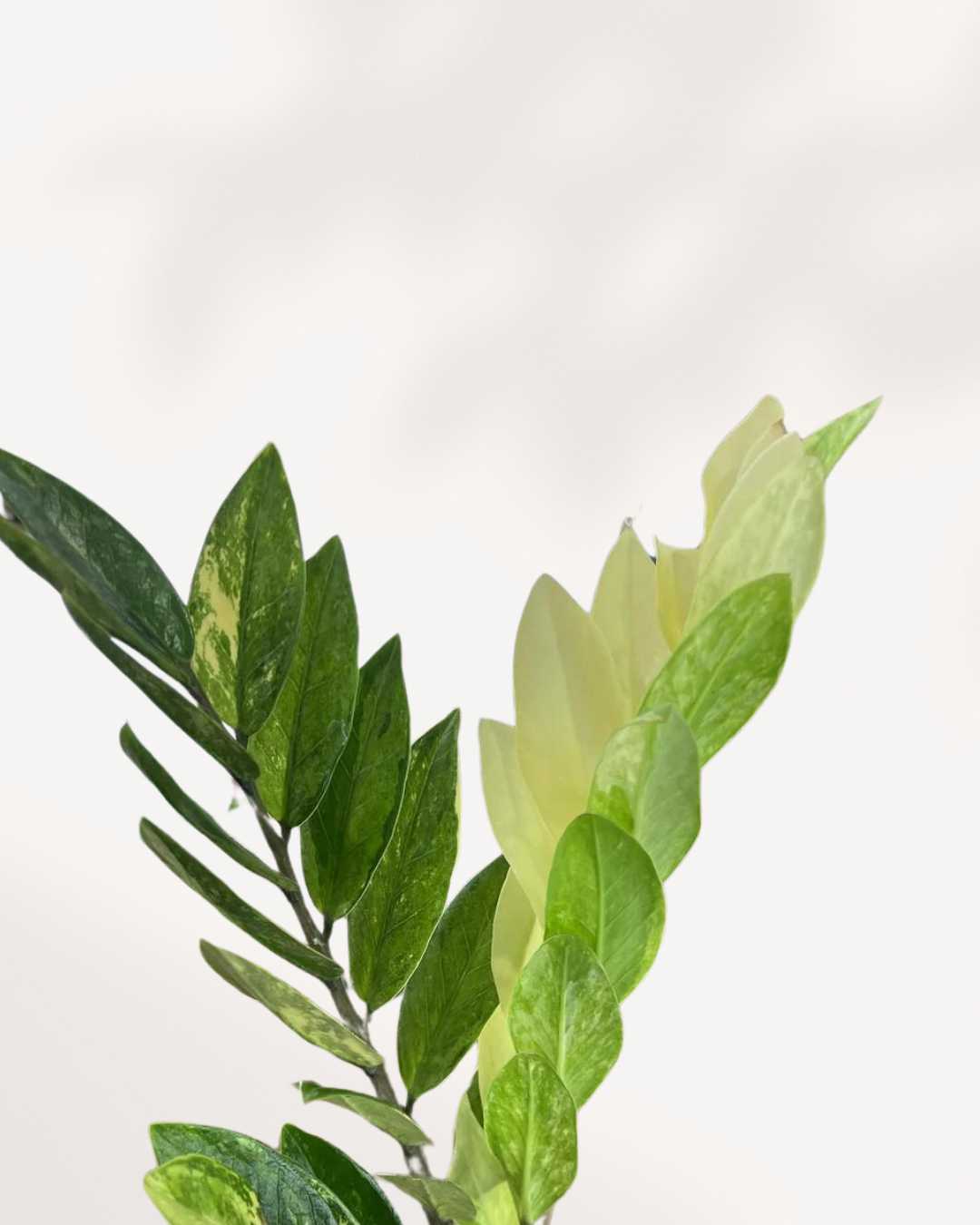variegated zz plant canada ZZ Variegated Plant | Buy Online - Unique, Low-Maintenance Houseplant | Mygreenscape