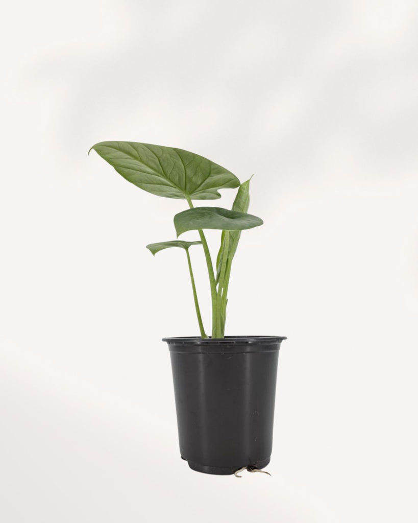 Alocasia Lukiwan indoor plant front view showing upright stems and large arrow shaped tropical leaves, available online and in store Richmond Hill GTA