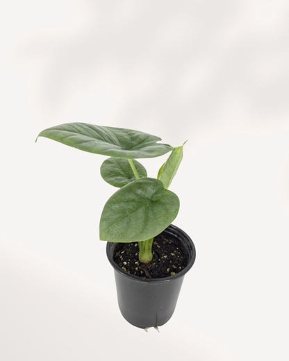 Alocasia Lukiwan plant top front angle highlighting lush green foliage and dramatic leaf structure, tropical houseplant delivered across Richmond Hill GTA