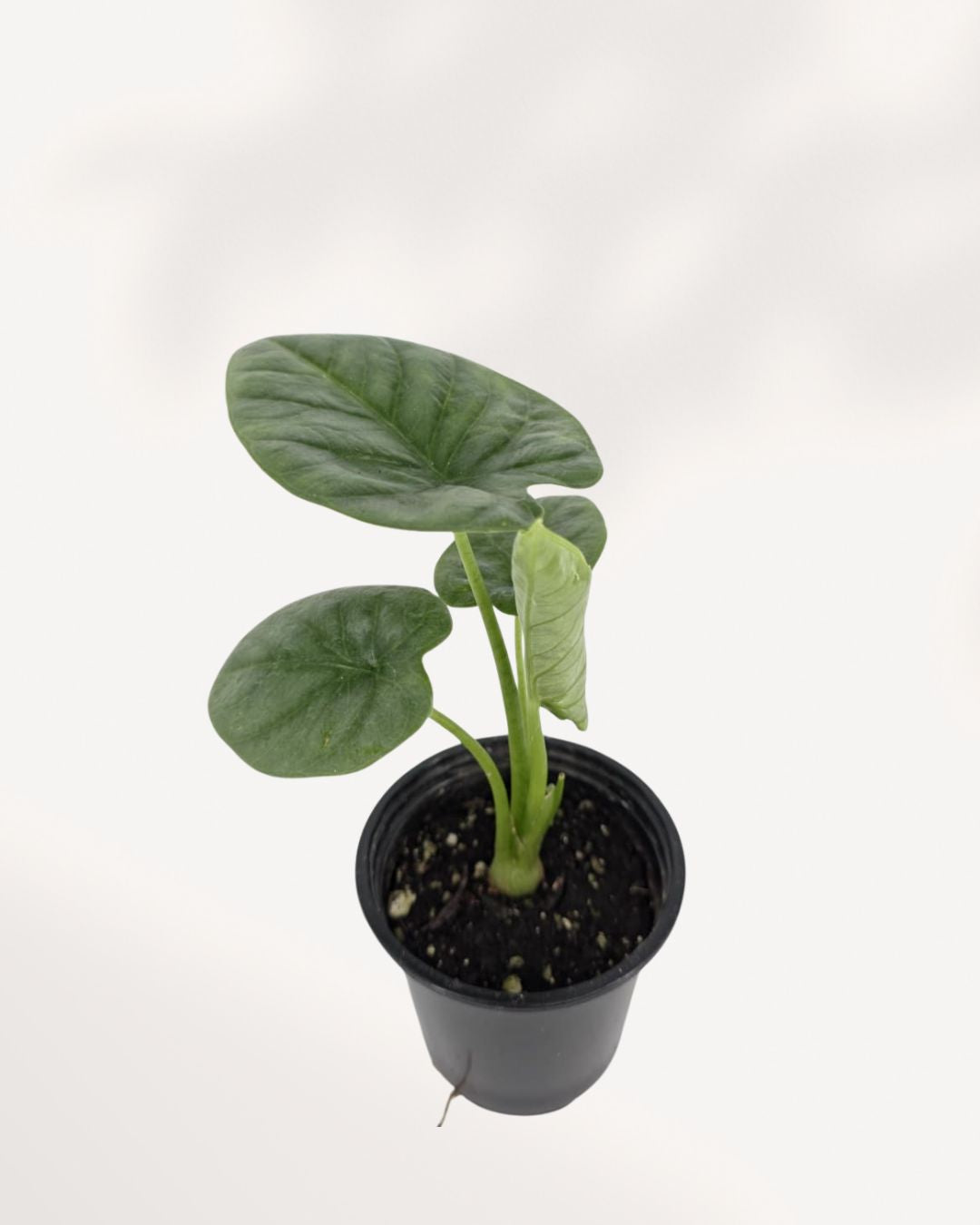 Alocasia Lukiwan top side view displaying layered foliage and strong upright growth, premium tropical indoor plant available online Richmond Hill GTA