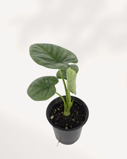 Alocasia Lukiwan top side view displaying layered foliage and strong upright growth, premium tropical indoor plant available online Richmond Hill GTA