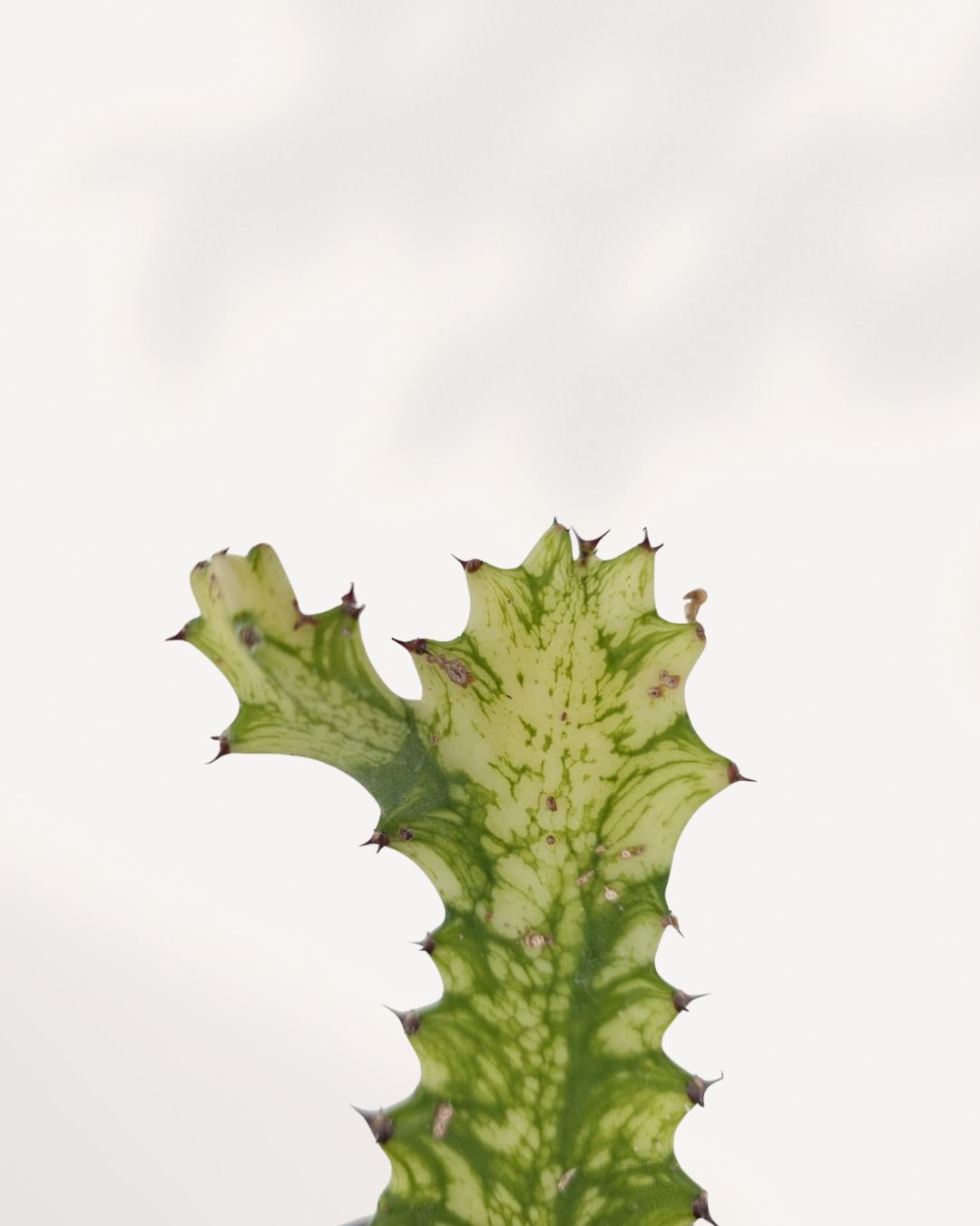Close up of Euphorbia Trigona Variegated stems showing detailed green and cream variegation texture on African Milk Tree succulent.