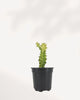 Euphorbia Trigona Variegated plant front view showing tall upright stems with cream and green variegation, decorative African Milk Tree indoor plant.
