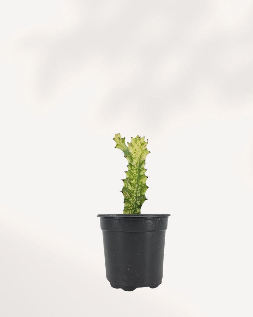 Euphorbia Trigona Variegated plant front view showing tall upright stems with cream and green variegation, decorative African Milk Tree indoor plant.