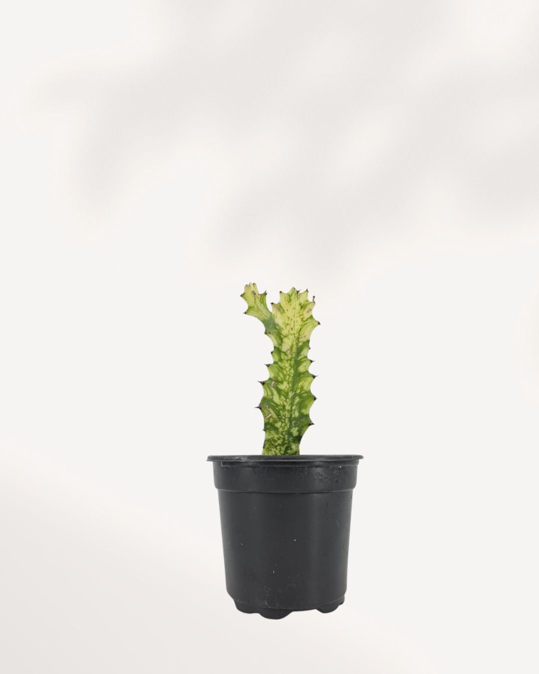Euphorbia Trigona Variegated plant front view showing tall upright stems with cream and green variegation, decorative African Milk Tree indoor plant.
