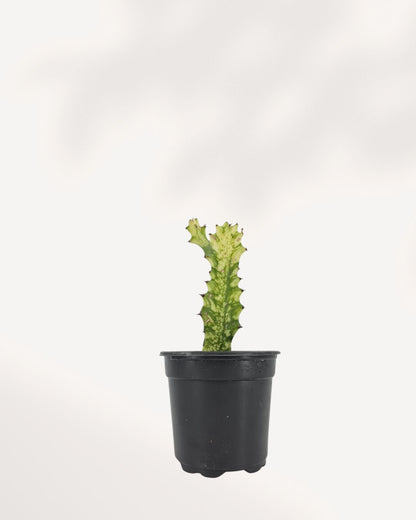 Euphorbia Trigona Variegated plant front view showing tall upright stems with cream and green variegation, decorative African Milk Tree indoor plant.