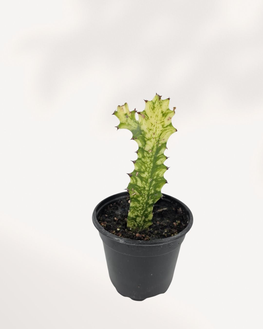 Top front view of Euphorbia Trigona Variegated highlighting branching cactus like stems and soft variegated pattern, unique statement houseplant.