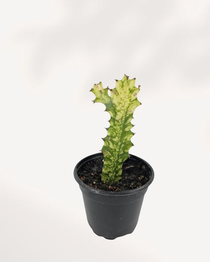 Top front view of Euphorbia Trigona Variegated highlighting branching cactus like stems and soft variegated pattern, unique statement houseplant.