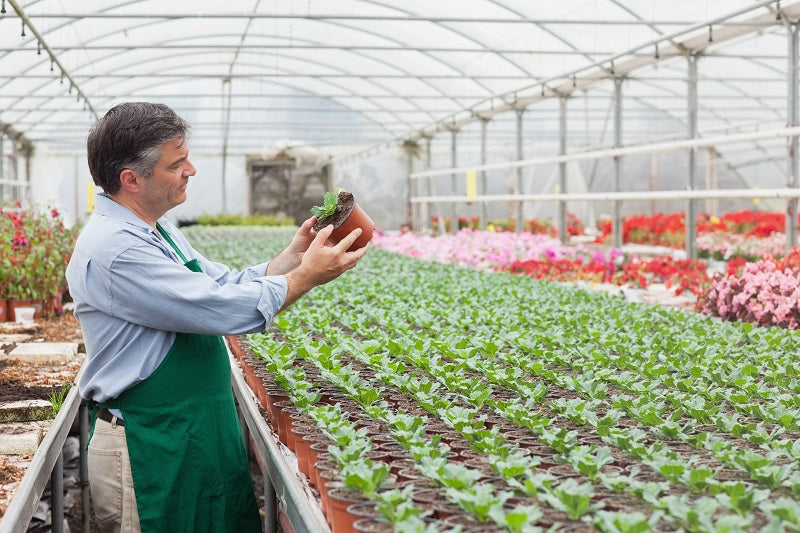 Plant Nursery - Mygreenscape.ca