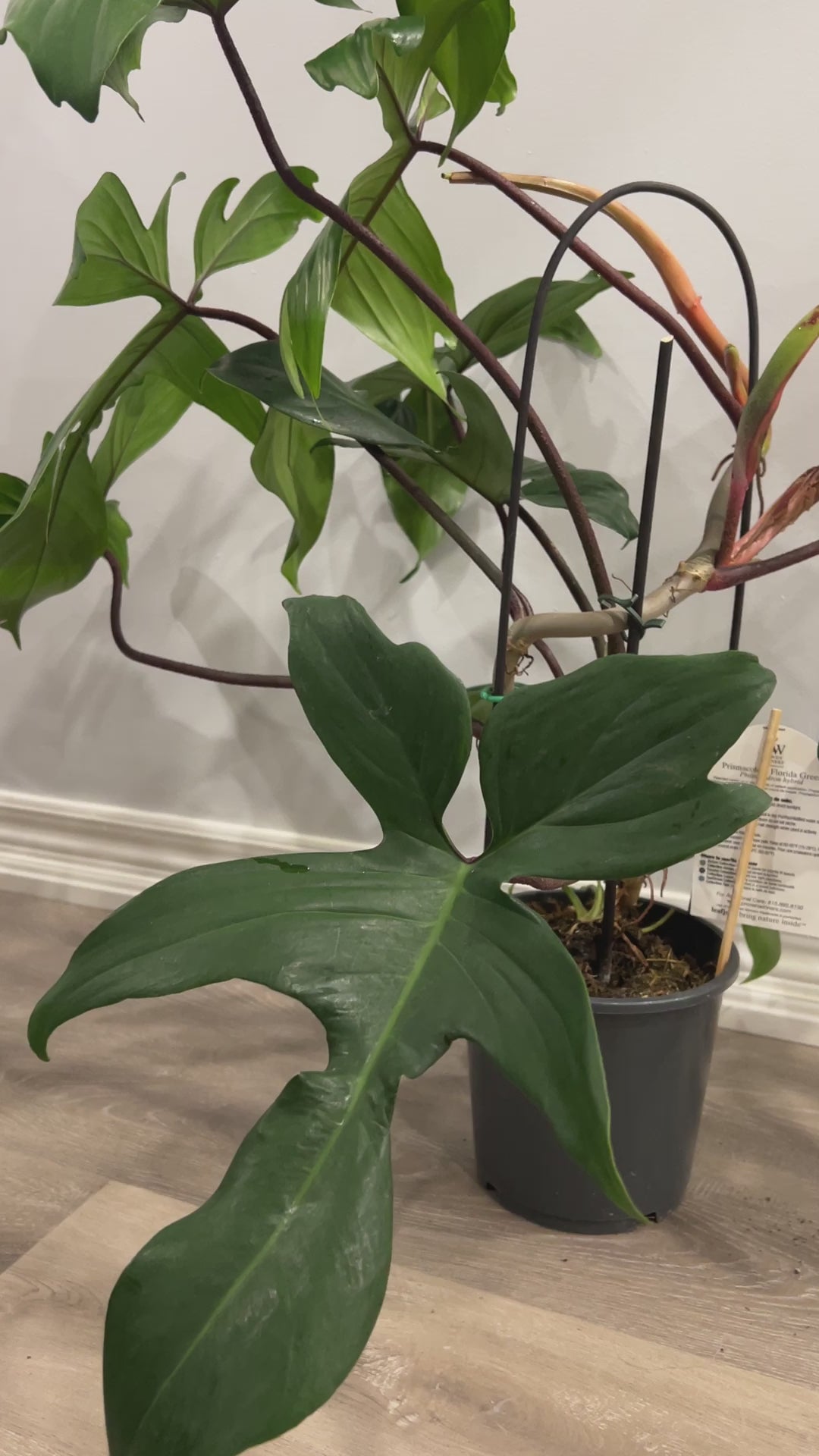 Florida Green Philodendron Video