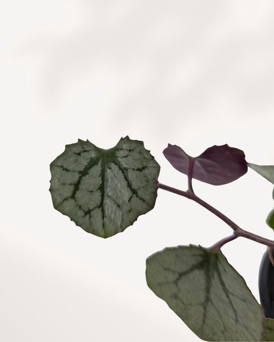 Senecio Mikanioides front view showing lush trailing green vine growth in pot, healthy indoor houseplant available across GTA online and in store Richmond Hill