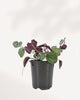 Senecio Mikanioides front view showing lush trailing green vine growth in pot, healthy indoor houseplant available across GTA online and in store Richmond Hill
