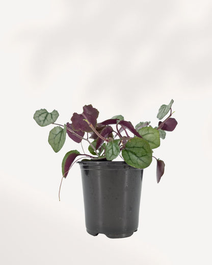 Senecio Mikanioides front view showing lush trailing green vine growth in pot, healthy indoor houseplant available across GTA online and in store Richmond Hill