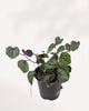Top front view of Senecio Mikanioides displaying cascading vine structure and dense green foliage, premium indoor trailing plant available in Richmond Hill GTA