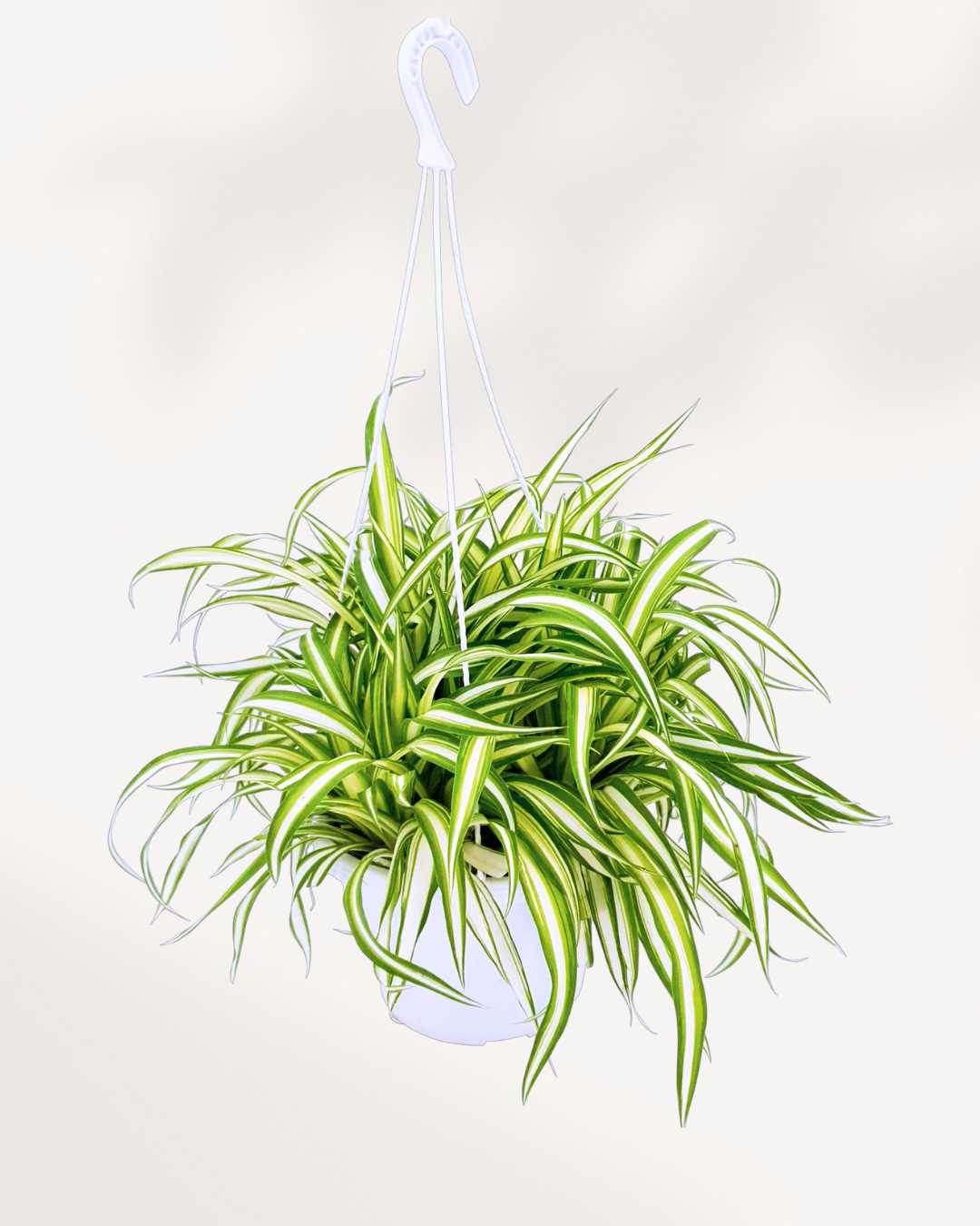 Spider Plant | Buy Plants Online - Houseplant Delivery & Care