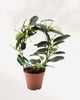 Stephanotis Madagascar Jasmine 5" Pot - Medium (Expect some blemishes)