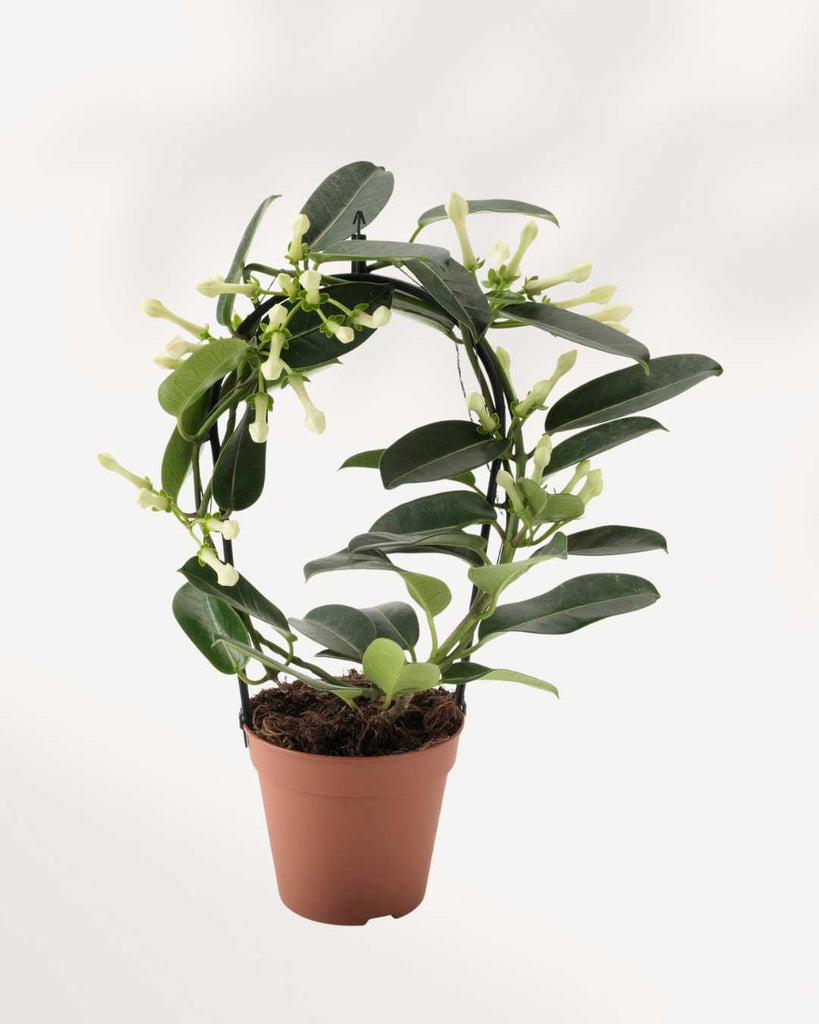 Stephanotis Madagascar Jasmine 5" Pot - Medium (Expect some blemishes)