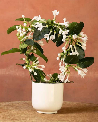 Stephanotis Madagascar Jasmine | Buy Online