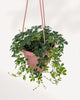 Top view of Sugar Vine 6 inch hanging basket showing dense foliage and healthy growth, premium houseplant in GTA