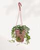 Sugar Vine 6 inch hanging basket with full trailing growth, ready to display indoor plant available in GTA