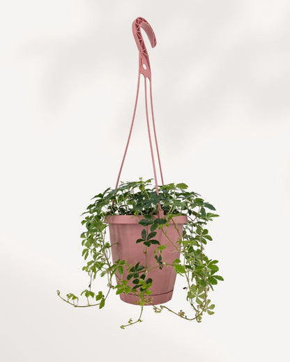 Sugar Vine 6 inch hanging basket with full trailing growth, ready to display indoor plant available in GTA