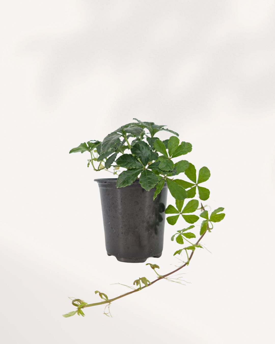 Sugar Vine plant front view showing lush trailing vines and soft green foliage, easy care indoor plant available in GTA from MyGreenScape