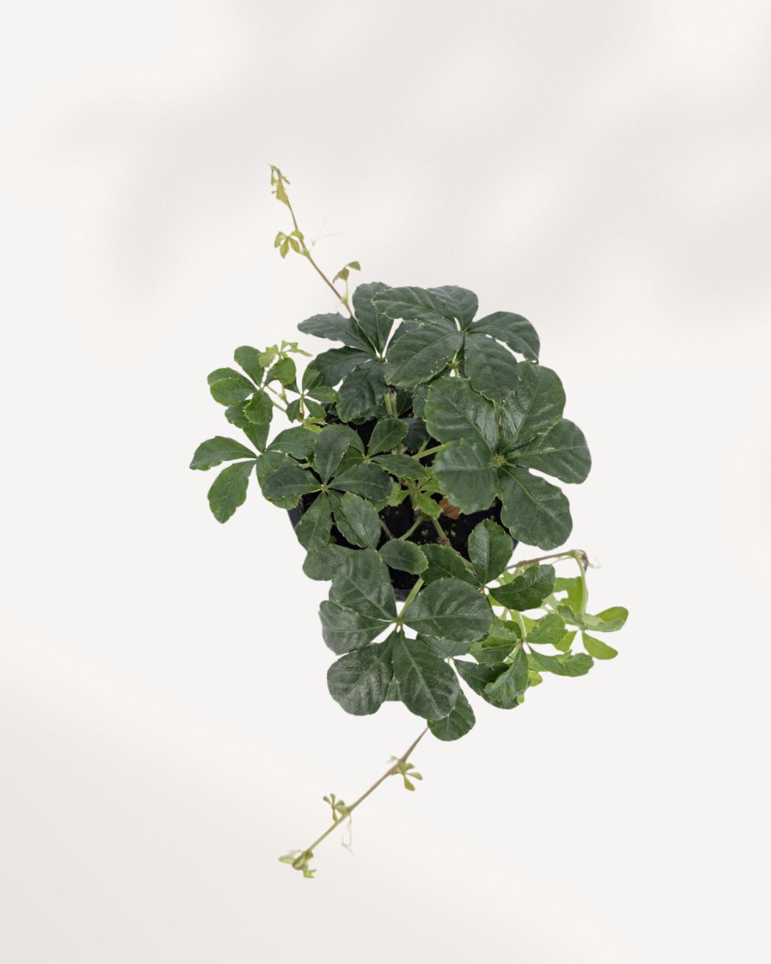 Sugar Vine plant top side view with flowing trailing vines, perfect hanging or shelf plant available online in GTA