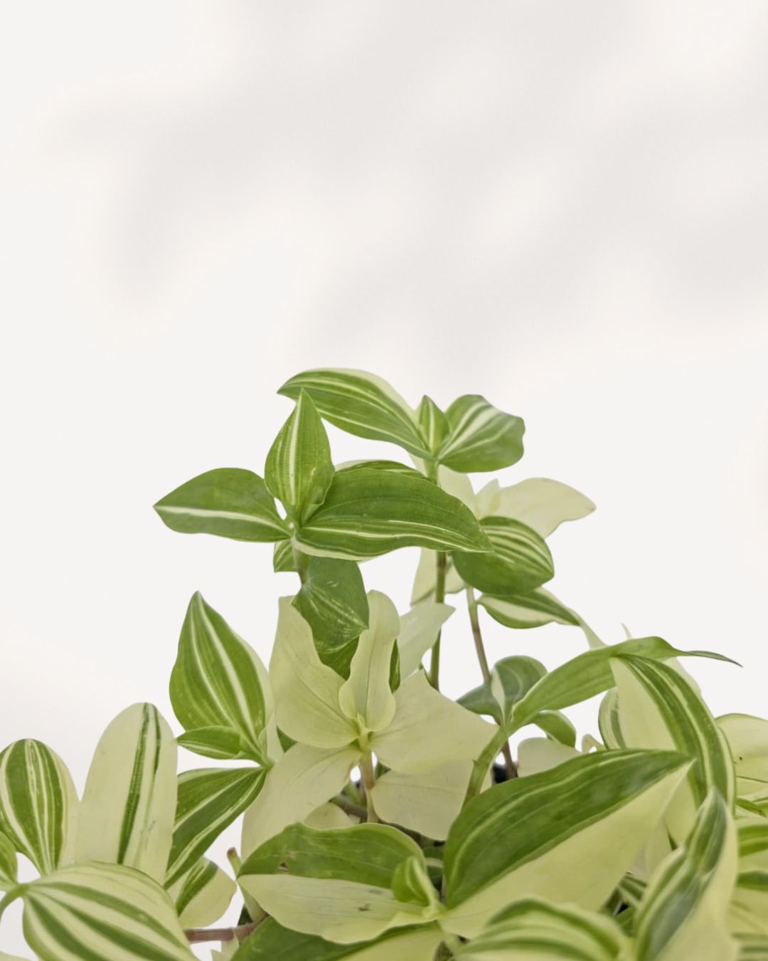 Close up of Tradescantia Fluminensis Variegata leaves showing detailed green and white variegation texture, healthy houseplant from Richmond Hill GTA plant shop