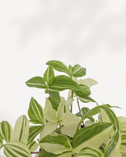 Close up of Tradescantia Fluminensis Variegata leaves showing detailed green and white variegation texture, healthy houseplant from Richmond Hill GTA plant shop