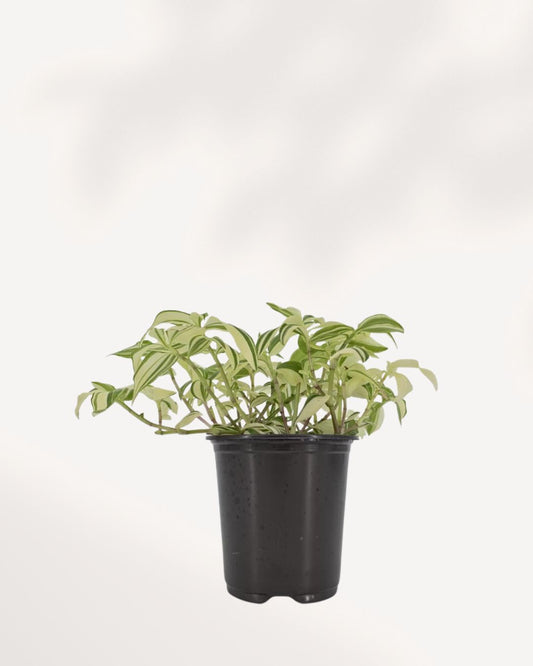 Tradescantia Fluminensis Variegata plant front view in pot showing trailing green and cream variegated leaves, available online and in store Richmond Hill GTA from MyGreenScape