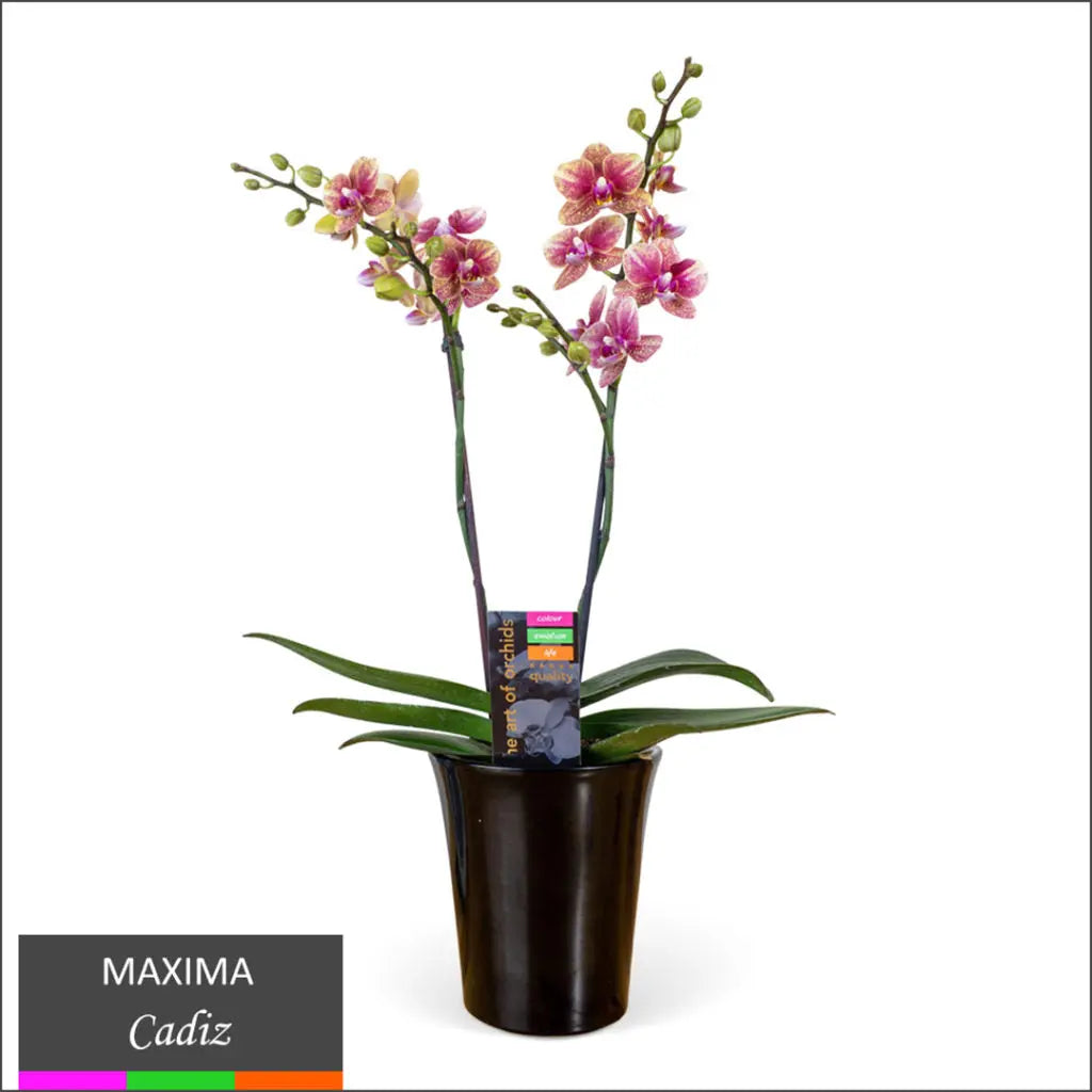 Maxima Orchid – Multi Spike in Ceramic Pot Two Tone - Cadiz