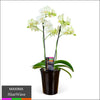 Maxima Orchid – Multi Spike in Ceramic Pot White - Heatwave