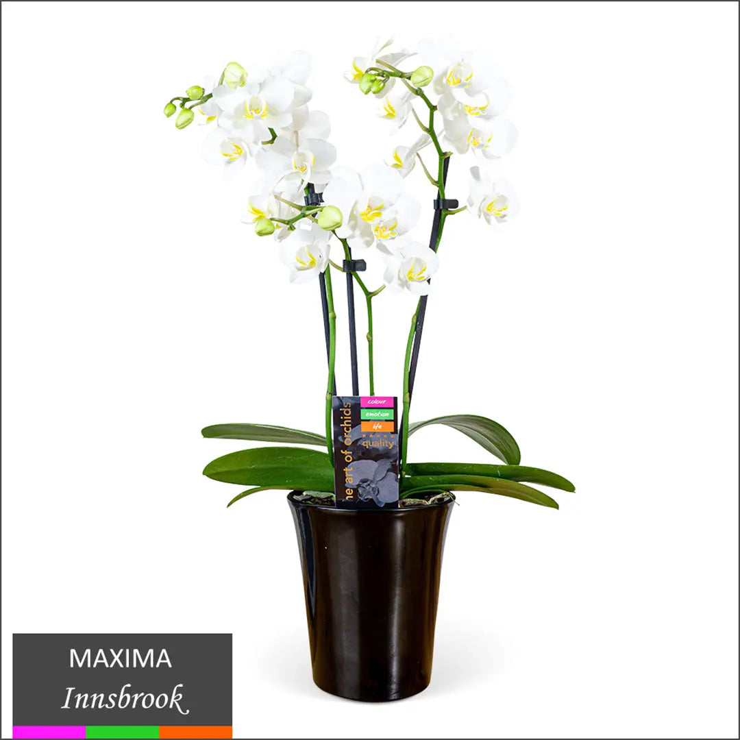 Maxima Orchid – Multi Spike | Buy Online