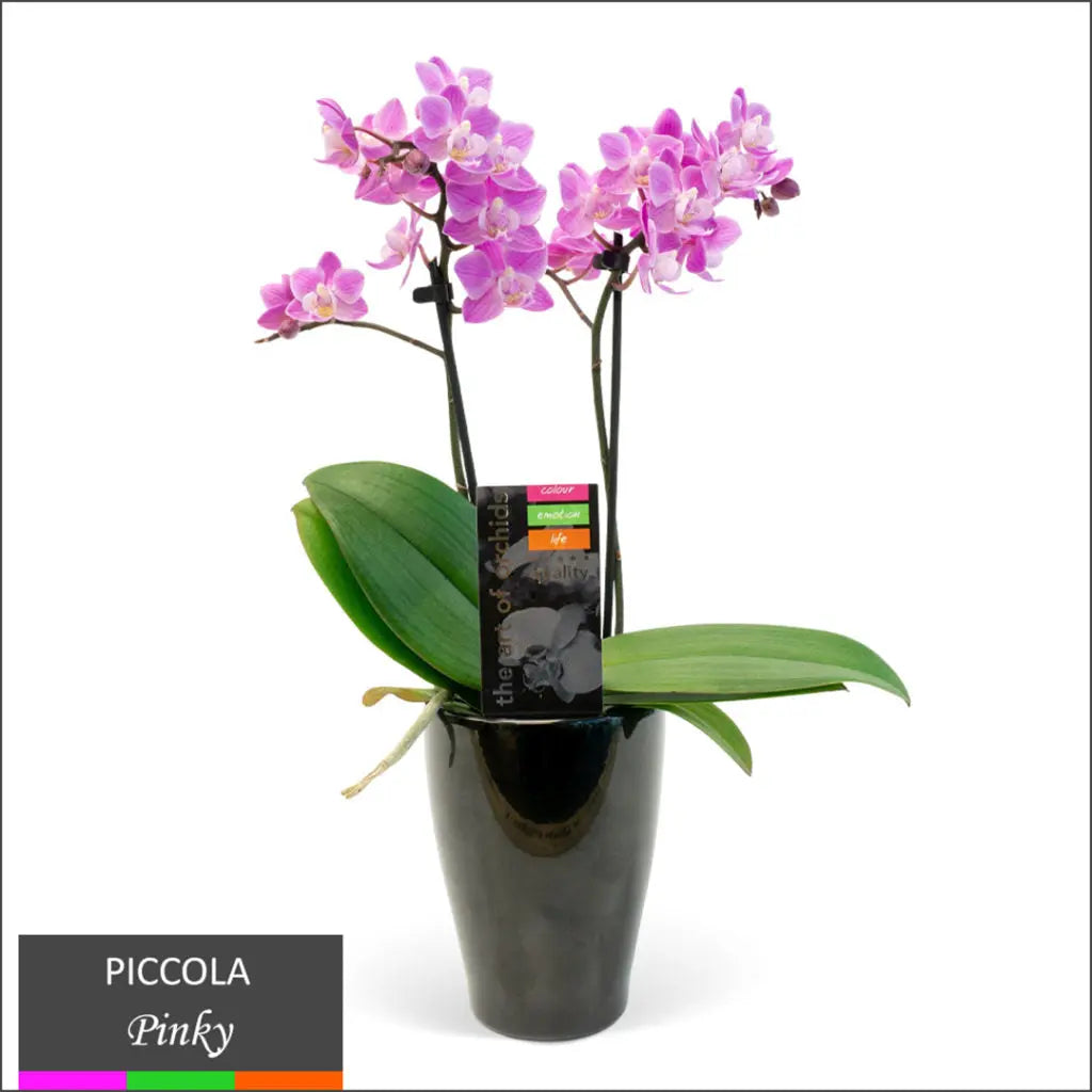Piccola Orchid  Double Spike in Ceramic Pot Cosmic Plants